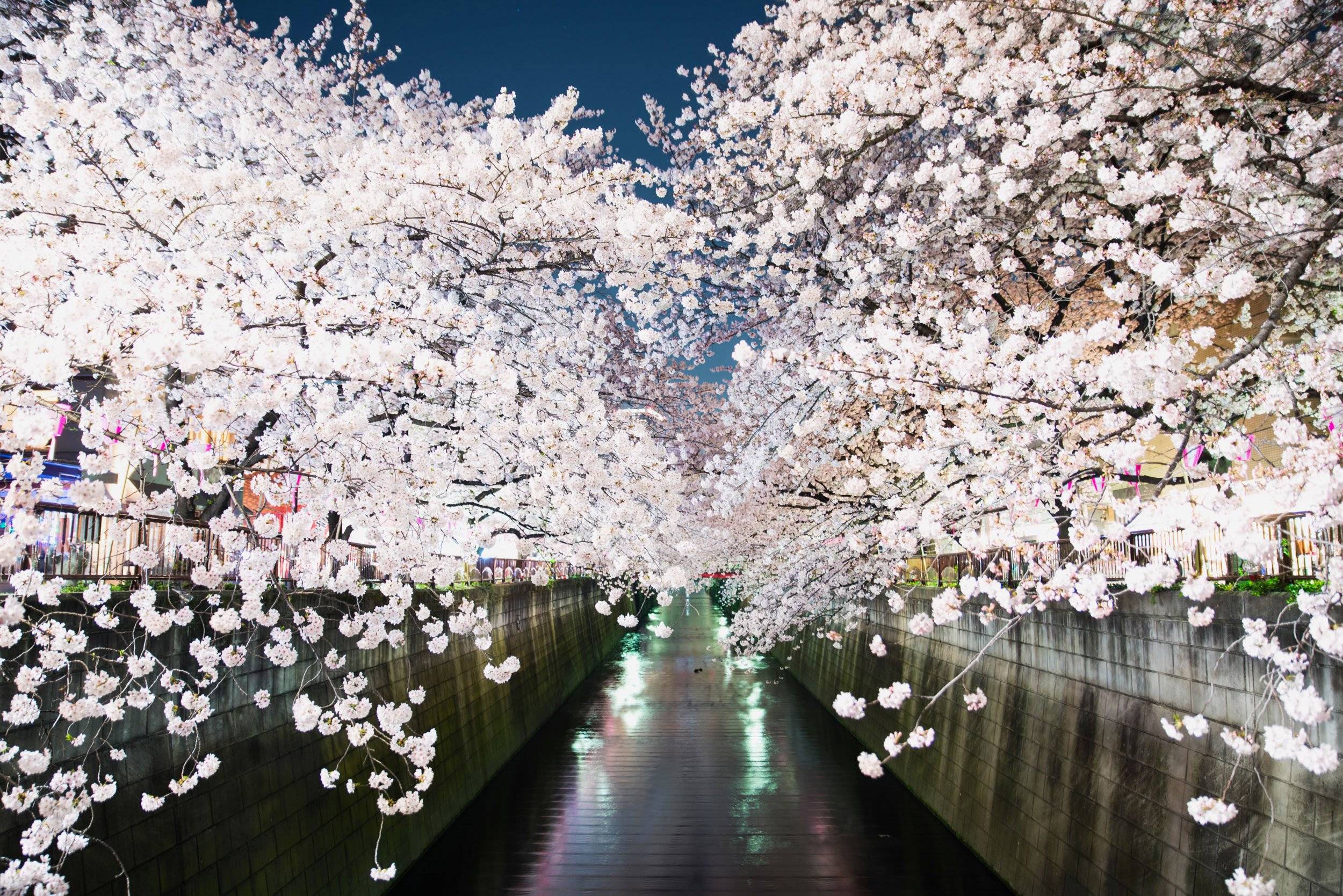 🏞️ 야쿠시 공원 이미지 4